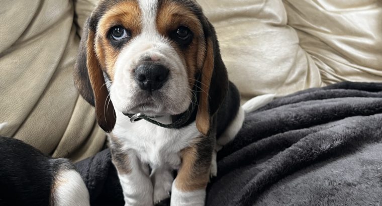 Beautiful Beagle puppies pups tricolour