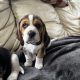 Beautiful Beagle puppies pups tricolour