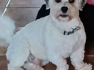 Young male crossbreed needs a new home