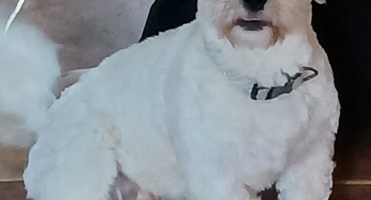 Young male crossbreed needs a new home