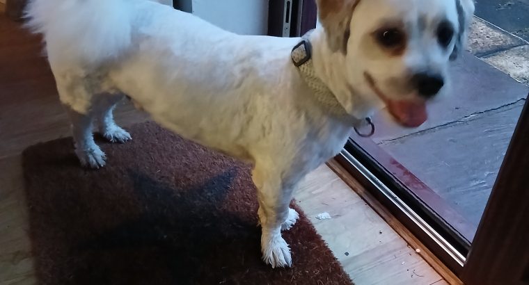 Young male crossbreed needs a new home