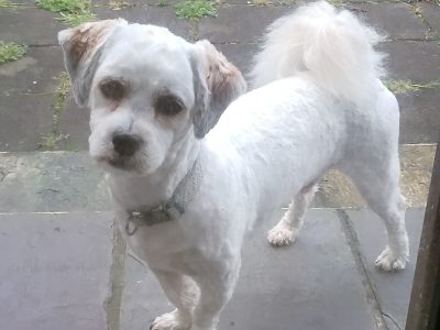 Young male crossbreed needs a new home