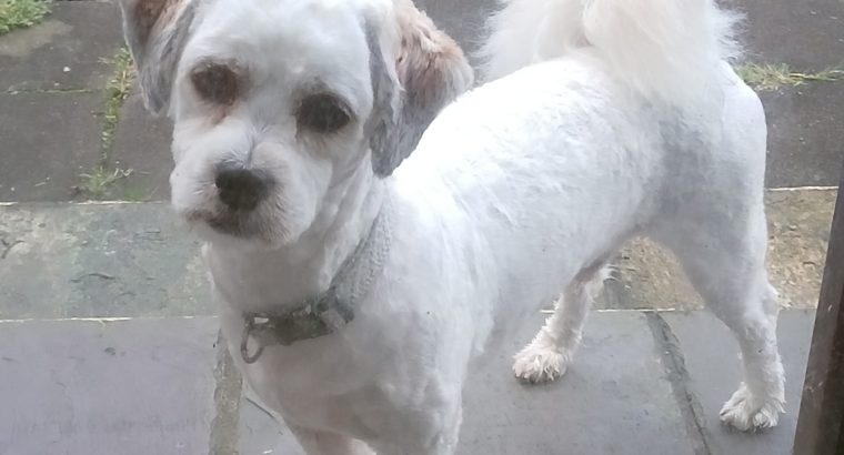 Young male crossbreed needs a new home