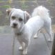 Young male crossbreed needs a new home