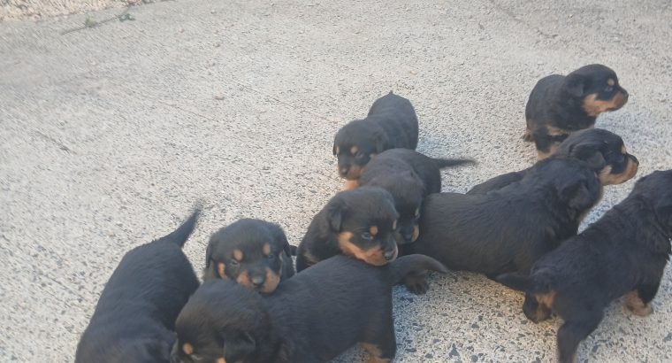 Rottweiler puppies for sale