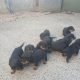 Rottweiler puppies for sale