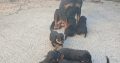 Rottweiler puppies for sale