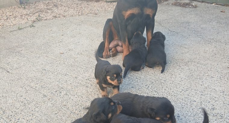 Rottweiler puppies for sale
