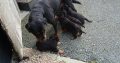 Rottweiler puppies for sale
