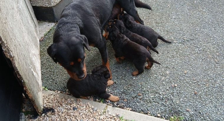 Rottweiler puppies for sale