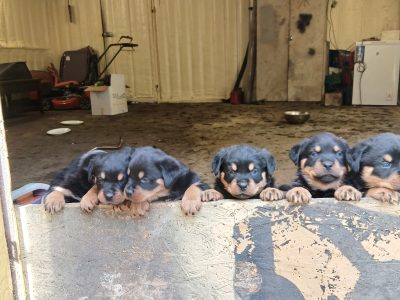 Rottweiler puppies for sale