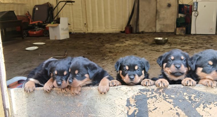 Rottweiler puppies for sale