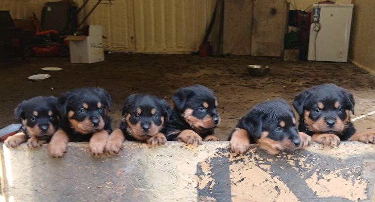 Rottweiler puppies for sale