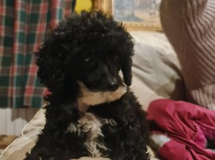 True Toy Poodle Girl
