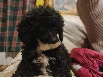 True Toy Poodle Girl