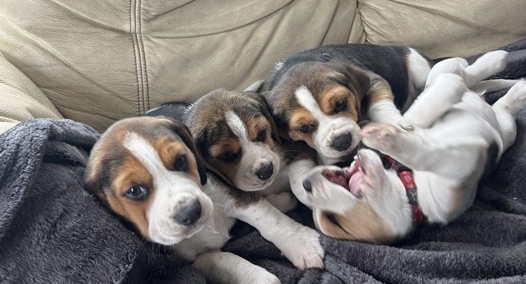 Beautiful Beagle puppies pups tricolour
