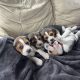 Beautiful Beagle puppies pups tricolour