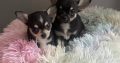 T cup chihuahua pups