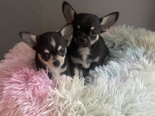 T cup chihuahua pups