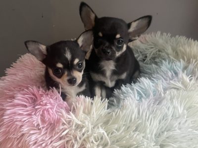 T cup chihuahua pups