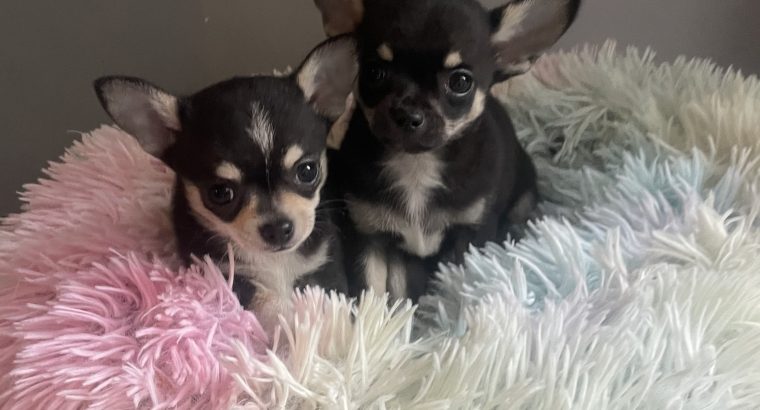 T cup chihuahua pups