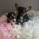 T cup chihuahua pups