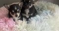 T cup chihuahua pups