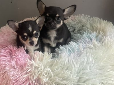 T cup chihuahua pups