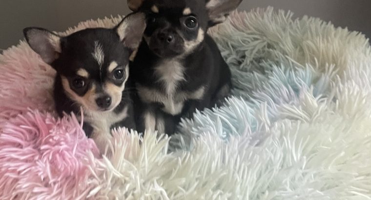 T cup chihuahua pups
