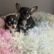 T cup chihuahua pups