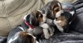 Beautiful Beagle puppies pups tricolour