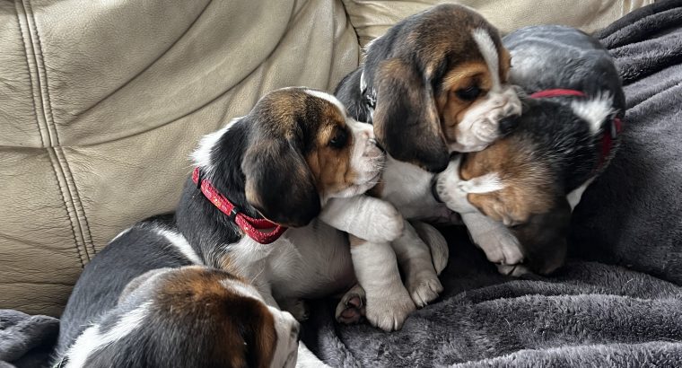 Beautiful Beagle puppies pups tricolour