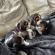 Beautiful Beagle puppies pups tricolour