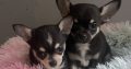 T cup chihuahua pups