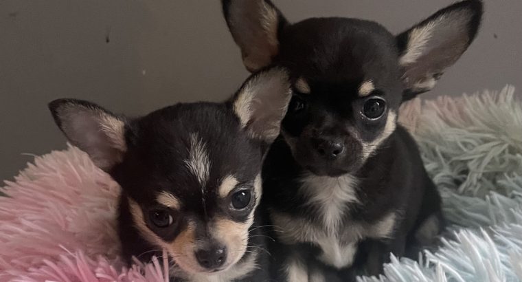 T cup chihuahua pups