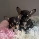 T cup chihuahua pups