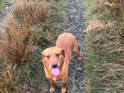Labrador Rehoming