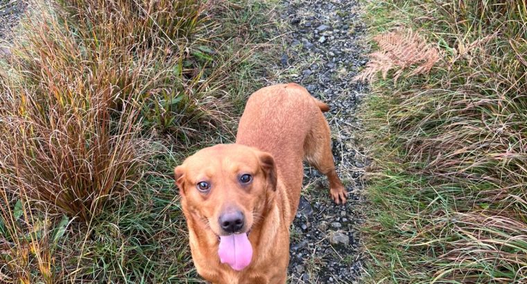 Fox red Labrador .I.K.C