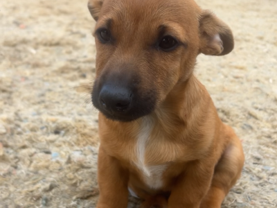 1 Male Jack Russell