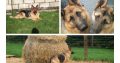 Traditional Straight Back German Shepherds