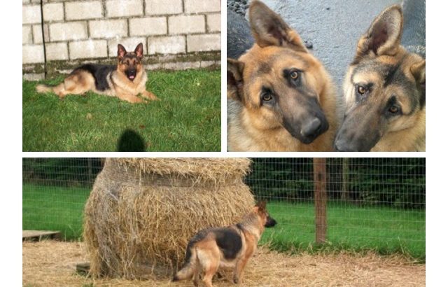 Traditional Straight Back German Shepherds