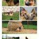 Traditional Straight Back German Shepherds