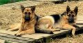 Traditional Straight Back German Shepherds