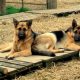 Traditional Straight Back German Shepherds