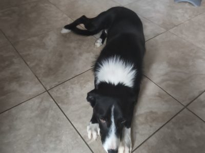 border collie