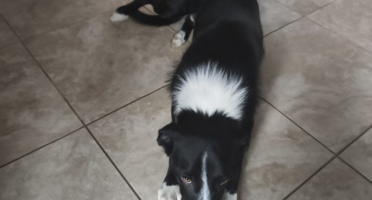 border collie