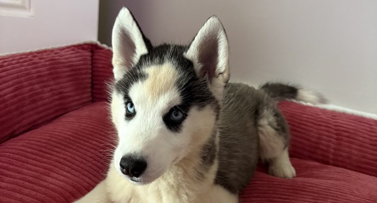 Husky