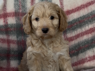 Cockapoo Puppies