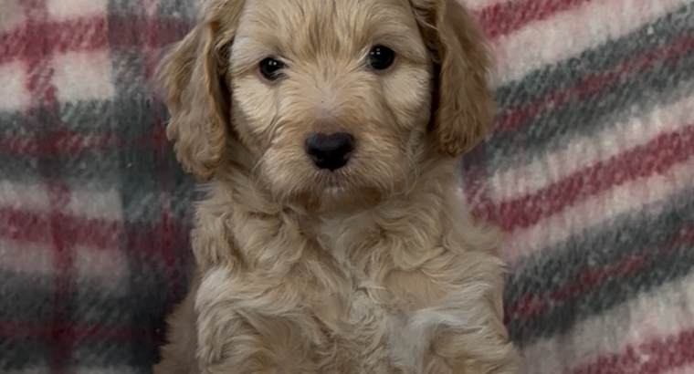 Cockapoo Puppies