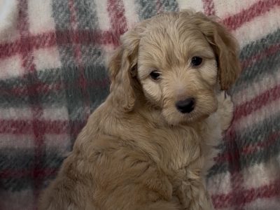 Cockapoo Puppies